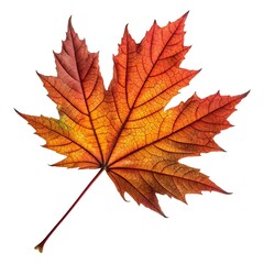 Fototapeta premium Chinese Maple Leaf Graceful Single Leaf with Brilliant Red-Orange Hues and Intricate Veins, Symbolizing Autumn Elegance and Natural Simplicity on Crisp White Background for Artistic Still Life