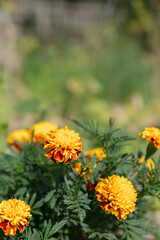 Marigolds with orange flowers against a natural background. Garden decor. Floral design.