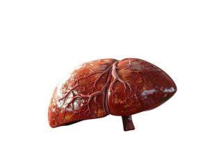 Photorealistic PNG of a detailed 3D liver anatomical model placed on a wooden classro 340484
