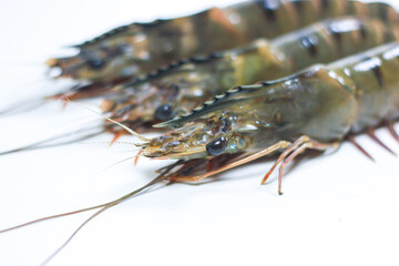 The Head of a Black Tiger Prawn on a White Background