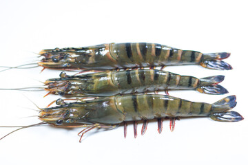 3 Black Tiger Prawns Arranged on a White Background