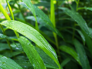 Drop water on green leaf background, rain on plant abstract dew leaves, clean nature fresh sping season, environment ecosystem change concept.