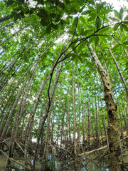 Mangrove Forest Center Low Angle View