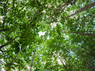 Fototapeta premium Low-Angle View of Lush Mangrove Canopy with Sunlight