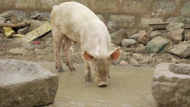 Pig Thirsty for Water in Rock-Strewn Enclosure
