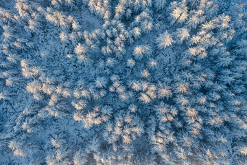 Top view of snow-covered larches. Beautiful winter forest landscape. The tops of the trees are illuminated at sunrise. Aerial view of the amazing northern nature. Holiday mood. Vacation in nature.