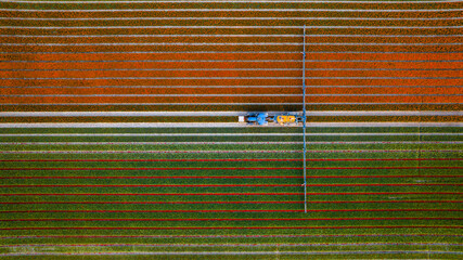 Aerial view of a blue irrigation system watering fields of orange and green flowers creating a vibrant striped pattern, Lisse, South Holland, Netherlands.