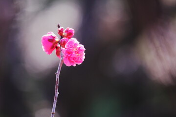 美しいピンクの梅の花