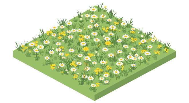 Isometric wildflower meadow with daisies and green grass on square plot