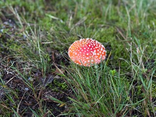 amanita muscaria fly agaric mushroom