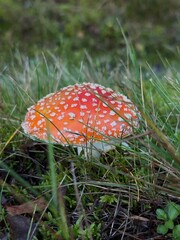 amanita muscaria fly agaric mushroom