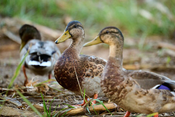 portrait of a woodduck
