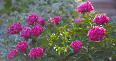 Many roses are blooming in a row.