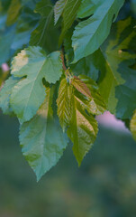 Mulberry leaves glitter in the sun