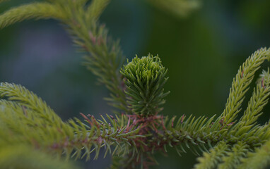 New buds are sprouting on the spruce.