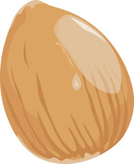 illustration of a walnut
