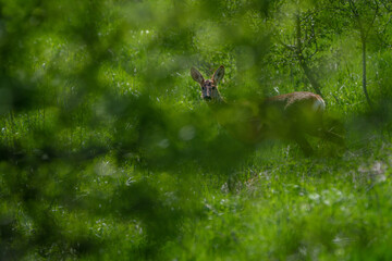 Deer hiding behind green bushes