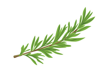 Fototapeta premium Detailed Illustration of a Rosemary Sprig with Green Leaves in Natural Herb Botanical Design