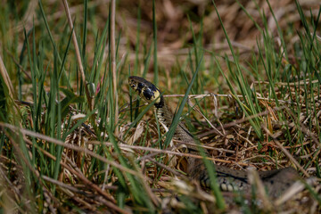 Obraz premium grass snake hidden in tall grass with raised head