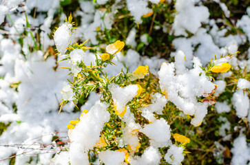 The strength of nature blooming in a harsh environment, Survival Concept