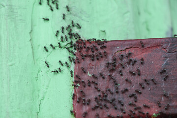 A group of ants swarming on a green and maroon wall