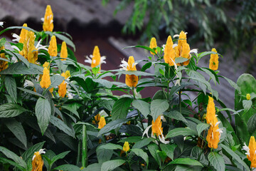 A Lollipop Plant in bloom photographed from close range, the flowers are yellow with a white crown adorning the flower