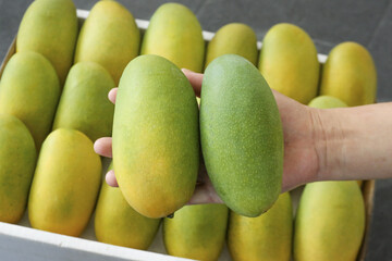 Fresh Green Mangoes in Hand at Fruit Market Display