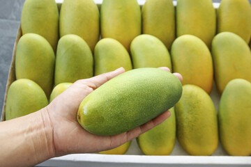 Fresh Green Mango in Hand with Yellow Mangoes Display - Tropical Fruit Market Selection