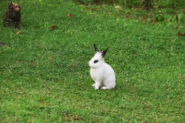 A white rabbit with black ears and eyes sits quietly on a stretch of green grass