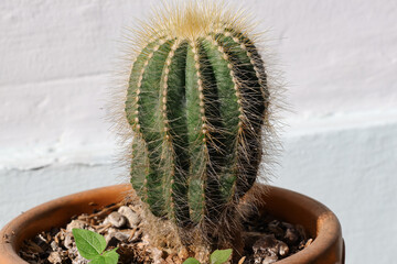 A mini cactus with thorns in a brown plastic pot on a white wall background