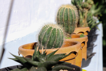 A mini prickly cactus sits alongside other plants in a brown plastic pot placed against a white wall