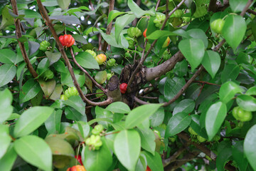 A Suriname cherry tree is bearing lots of fruit, some of the fruits are red and ripe, but the majority are green, indicating they are not yet ripe