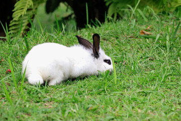 A white rabbit with black ears and eyes is lying face down on the green grass