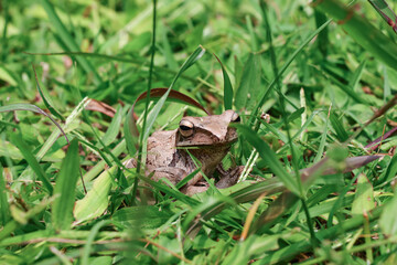 Side view photo of a brown frog with its face turned towards the camera resting quietly among the green grass