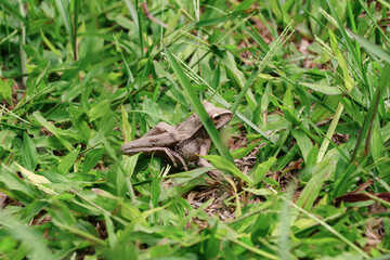 Photographed from above, a brown frog among the green grass, its back legs are slightly raised with the support of its front legs