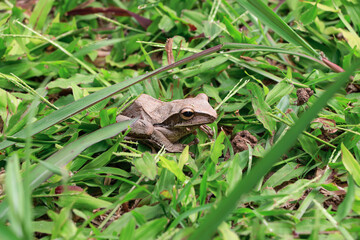 A brown frog is seen from a high angle, resting among the green grass, with the tips of its fingers forming large circles