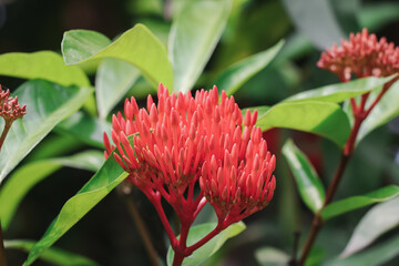 Beautiful ixora flowers with their red color against a background of green leaves and ixora flowers in the distance