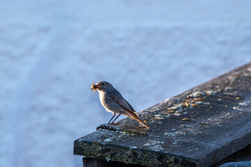 black redstart small mountain passerine bird