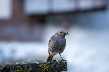 black redstart small mountain passerine bird