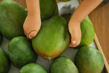 Farmer selecting fresh green mangoes from wooden crate in Panzhihua, China - tropical fruit harvest and organic agriculture concept
