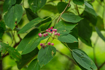 Naklejka premium red ants on a green leaf