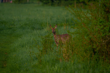 Young deer stepping onto a country road