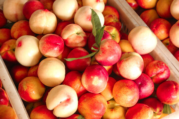 Fresh Nectarines from Shaanxi Orchard - Ripe Red Stone Fruit in Wooden Crate Display