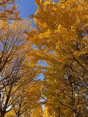 Gancheon Island, Yeoju: Autumn’s Golden Retreat
여주 강천섬 유원지: 가을의 황금빛 휴식처