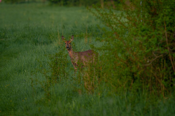 Young deer stepping onto a country road
