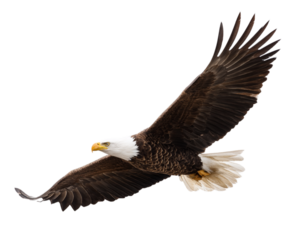american bald eagle