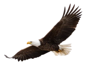 Fototapete Rund Adler american bald eagle  © Pets vector