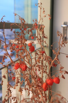 Ripe tomatoes on a branch against the plant have died.