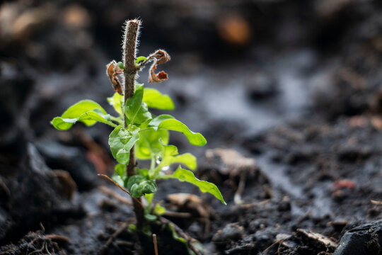 Close up of young basil plant growing in the soil, selective focus