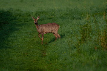 Young deer stepping onto a country road
